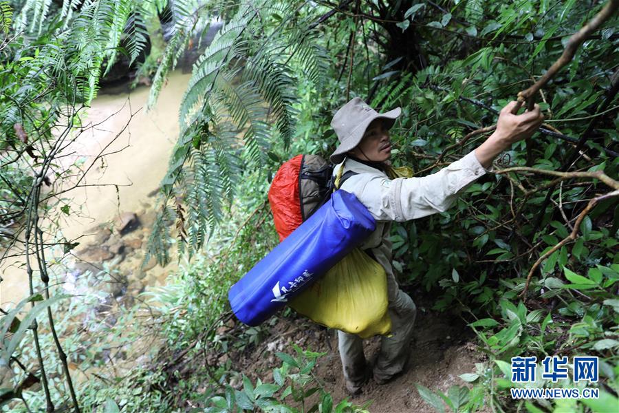 (新華全媒頭條·圖文互動(dòng))(10)歸來的雨林