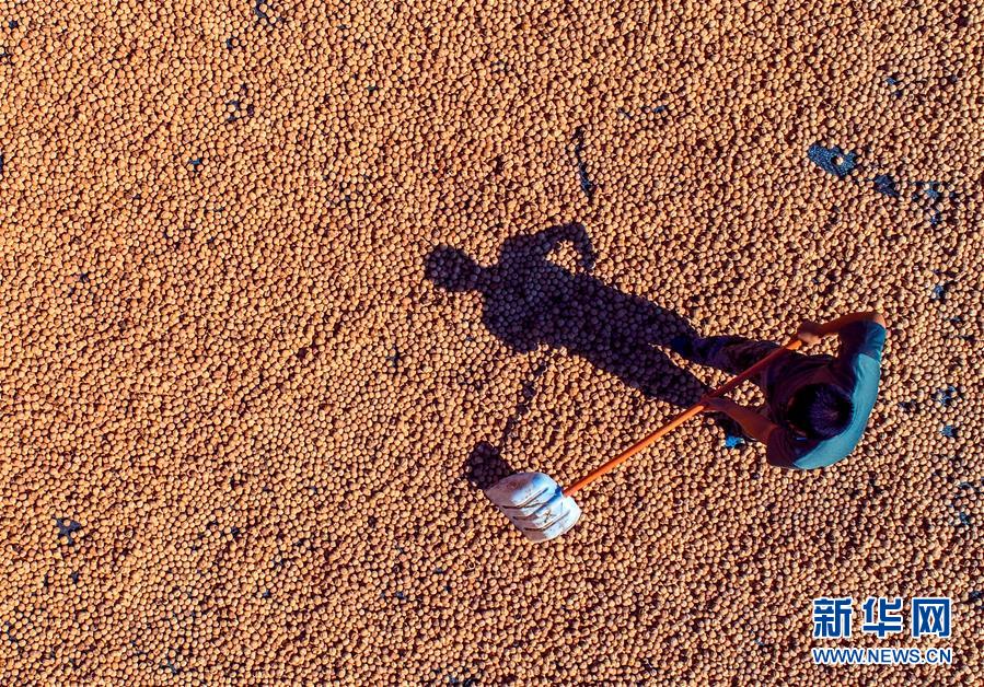 (在習近平新時代中國特色社會主義思想指引下——新時代新作為新篇章·鄉(xiāng)村振興戰(zhàn)略·圖文互動)(2)“小山貨”成為“黃金果”——河北涉縣山核桃“抱團發(fā)展”贏市場