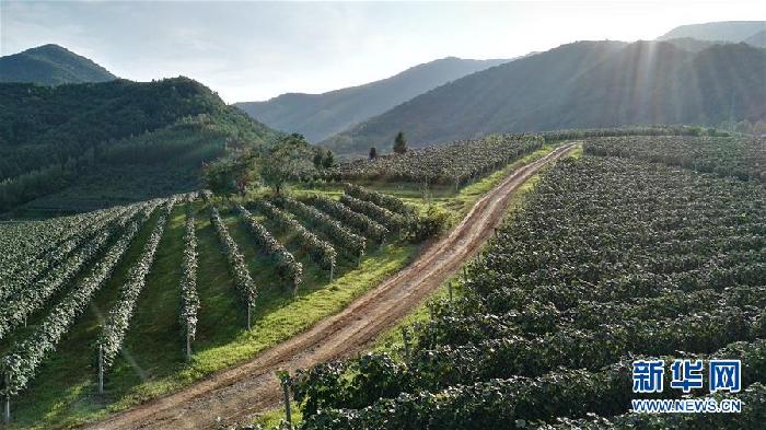 （百城百縣百企調(diào)研行&middot;圖文互動）（7）吉林集安：邊陲&ldquo;綠色明珠&rdquo;為何如此閃亮？