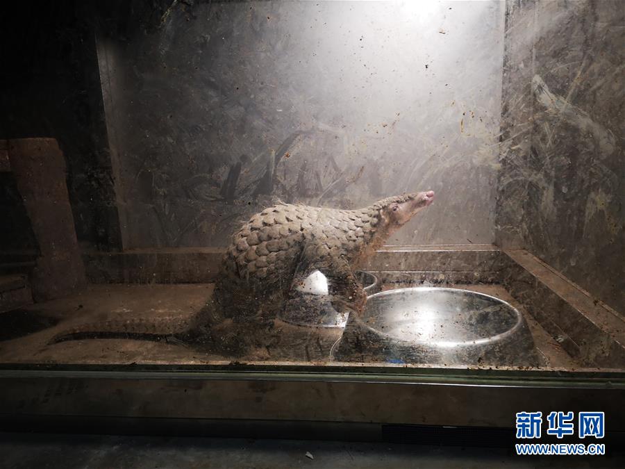 (鏡觀中國(guó)·新華社國(guó)內(nèi)照片一周精選)(16)幸存的穿山甲