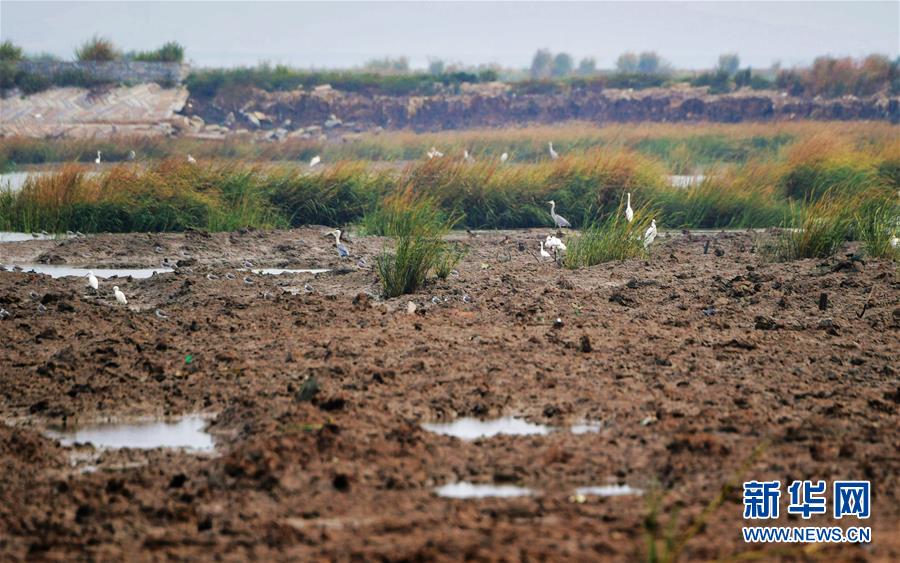 （新華視點&middot;圖文互動）（3）福建10名黨員干部被問責的背后：7部門十余次執(zhí)法未能有效制止泉州灣濕地圍墾行為