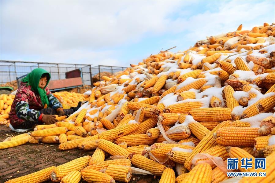 (在習近平新時代中國特色社會主義思想指引下——新時代新作為新篇章·鄉(xiāng)村振興戰(zhàn)略·圖文互動)(1)吉林榆樹:產(chǎn)糧“冠軍縣”大旱之年從容應(yīng)對減產(chǎn)考驗