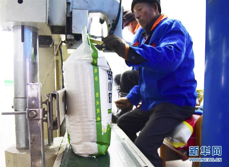 (在習近平新時代中國特色社會主義思想指引下——新時代新作為新篇章·鄉(xiāng)村振興戰(zhàn)略·圖文互動)(3)吉林榆樹:產(chǎn)糧“冠軍縣”大旱之年從容應(yīng)對減產(chǎn)考驗