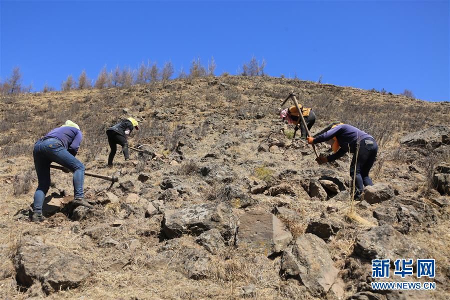 （新華全媒頭條&middot;圖文互動(dòng)）（8）那一抹綠色，走進(jìn)越來(lái)越多人心里&mdash;&mdash;河北塞罕壩續(xù)寫新時(shí)代綠色傳奇