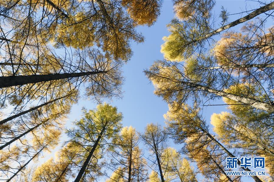 （新華全媒頭條&middot;圖文互動(dòng)）（9）那一抹綠色，走進(jìn)越來(lái)越多人心里&mdash;&mdash;河北塞罕壩續(xù)寫新時(shí)代綠色傳奇