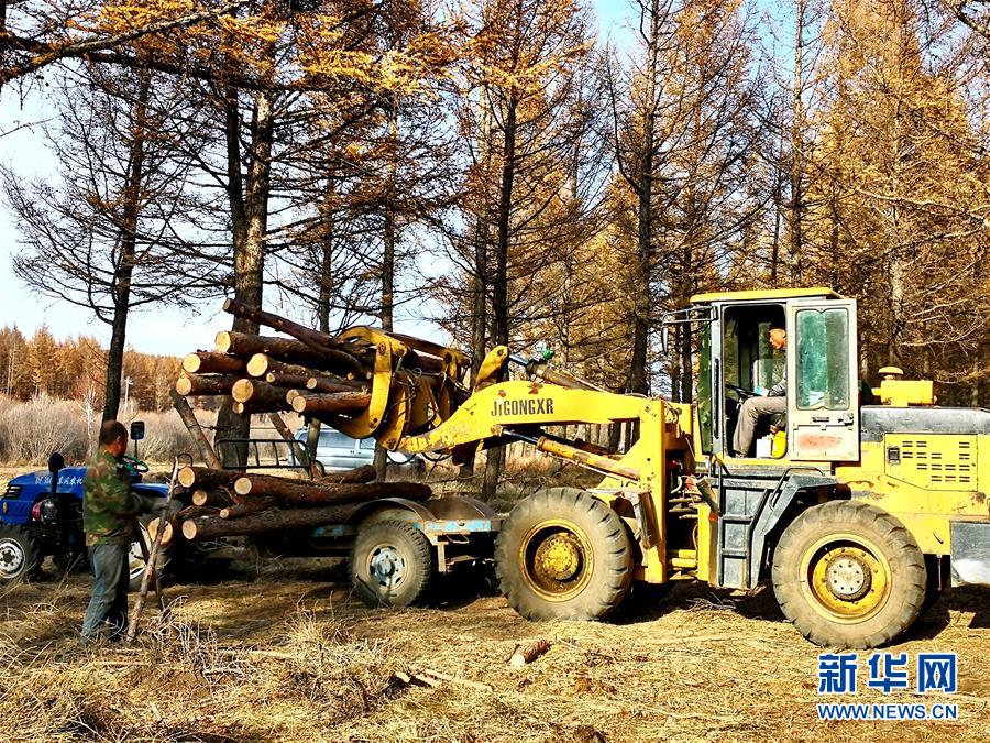 （新華全媒頭條&middot;圖文互動(dòng)）（7）那一抹綠色，走進(jìn)越來(lái)越多人心里&mdash;&mdash;河北塞罕壩續(xù)寫新時(shí)代綠色傳奇