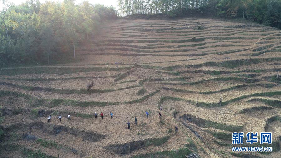 (在習(xí)近平新時(shí)代中國特色社會(huì)主義思想指引下·慶祝改革開放40周年·共享發(fā)展·圖文互動(dòng))(2)“浙江親人”請心安 白茶苗已種滿山——浙江安吉捐贈(zèng)四川青川白茶苗種植地探訪