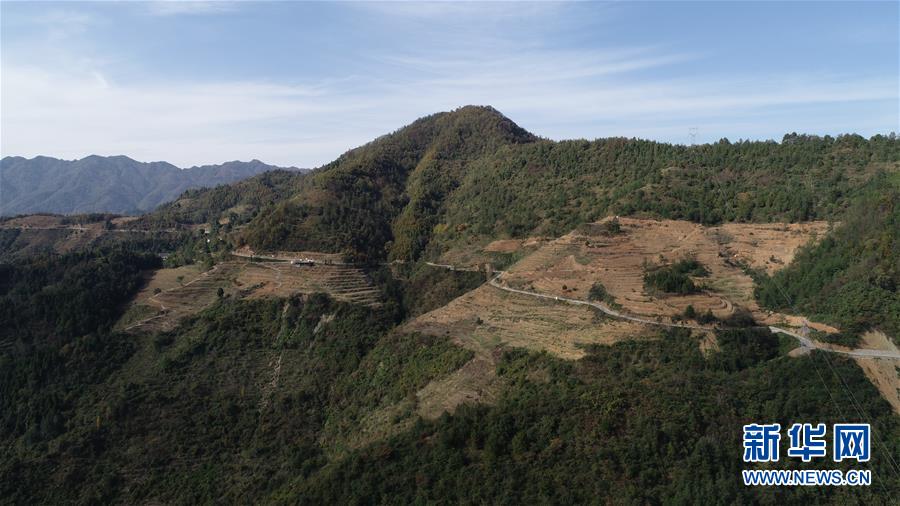 (在習(xí)近平新時(shí)代中國特色社會(huì)主義思想指引下·慶祝改革開放40周年·共享發(fā)展·圖文互動(dòng))(4)“浙江親人”請心安 白茶苗已種滿山——浙江安吉捐贈(zèng)四川青川白茶苗種植地探訪