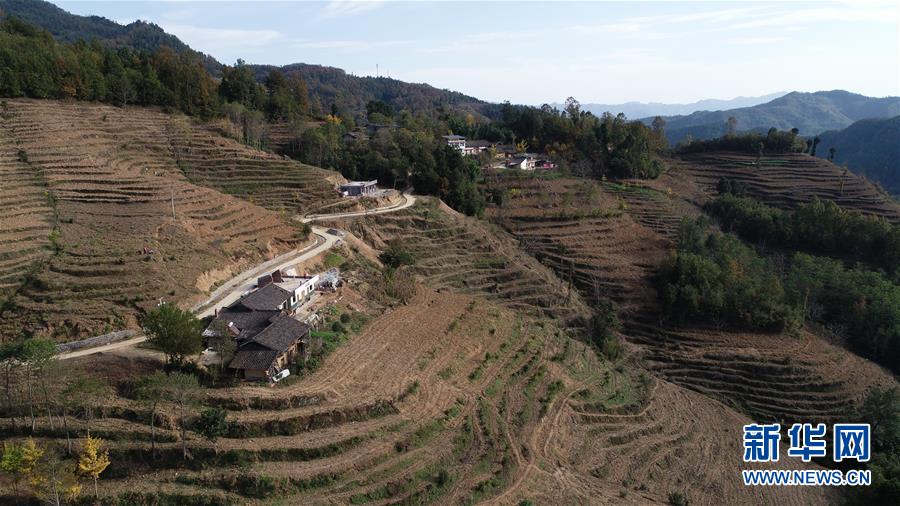 (在習(xí)近平新時代中國特色社會主義思想指引下·慶祝改革開放40周年·共享發(fā)展·圖文互動)(3)“浙江親人”請心安 白茶苗已種滿山——浙江安吉捐贈四川青川白茶苗種植地探訪