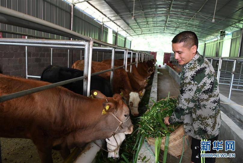 (輝煌60年·壯美新廣西·圖文互動(dòng))(7)奮力書寫壯鄉(xiāng)反貧困歷史新篇章——廣西干部群眾接續(xù)奮斗脫貧攻堅(jiān)觀察