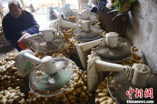 資料圖：山西太原蔬菜批發(fā)市場，姜販用多臺電風(fēng)扇風(fēng)干新鮮潮濕的生姜。<a target='_blank' ><p  align=