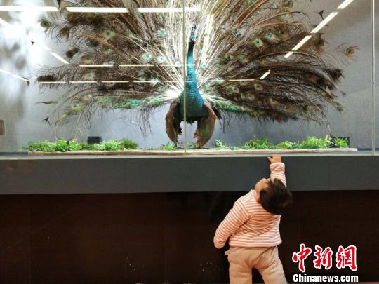 圖為展覽現(xiàn)場?！『h航 攝