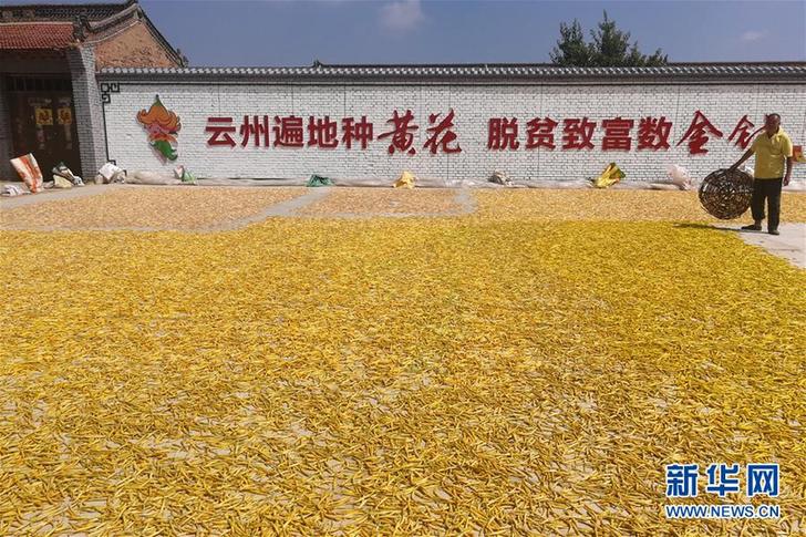 （在習(xí)近平新時(shí)代中國(guó)特色社會(huì)主義思想指引下&mdash;&mdash;新時(shí)代新作為新篇章&middot;鄉(xiāng)村振興戰(zhàn)略&middot;圖文互動(dòng)）（2）一株忘憂草，萬(wàn)家喜眉梢&mdash;&mdash;山西省大同市云州區(qū)黃花產(chǎn)業(yè)扶貧觀察