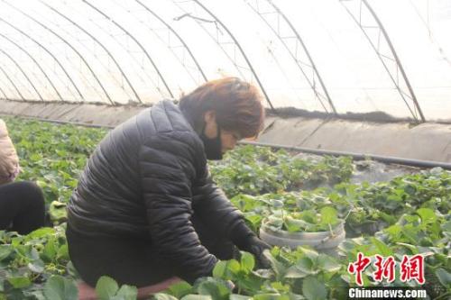 正值隆冬時(shí)節(jié)，山西省長治市長子縣天寒地凍，最低氣溫已有零下十幾度，當(dāng)?shù)氐氖卟舜笈飪?nèi)卻&ldquo;春意盎然&rdquo;、生機(jī)勃勃?！⊥蹙S寧 攝