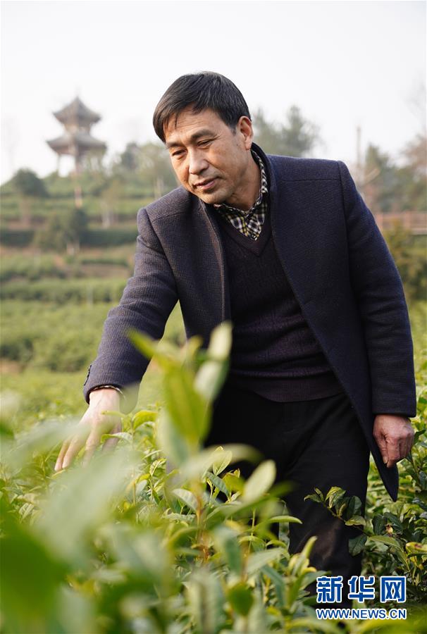 （在習(xí)近平新時(shí)代中國(guó)特色社會(huì)主義思想指引下&mdash;&mdash;新時(shí)代新作為新篇章&middot;鄉(xiāng)村振興戰(zhàn)略&middot;圖文互動(dòng)）（3）老支書王興強(qiáng)的新&ldquo;茶事&rdquo;