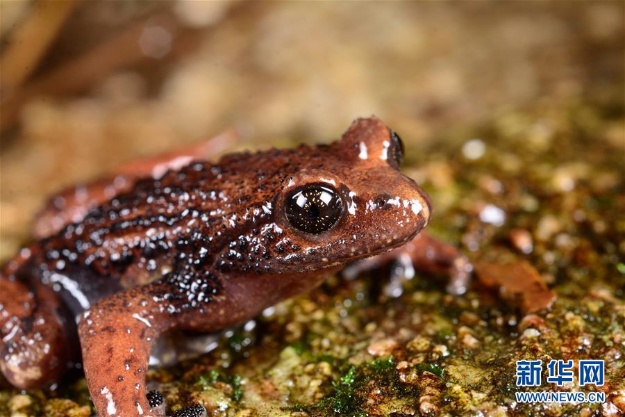 (圖文互動)(2)云南高黎貢山發(fā)現(xiàn)兩棲動物新種“騰沖齒突蟾”