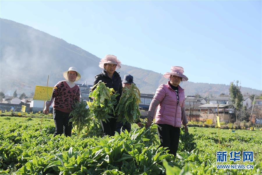 (新春走基層·圖文互動(dòng))(1)“蒜農(nóng)”不種蒜 買蒜過(guò)除夕——洱海農(nóng)業(yè)綠色轉(zhuǎn)型見(jiàn)聞