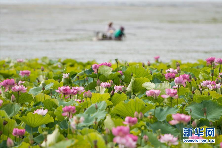(在習(xí)近平新時(shí)代中國(guó)特色社會(huì)主義思想指引下——新時(shí)代新作為新篇章·圖文互動(dòng))(9)高原春來(lái)早 云嶺開(kāi)新篇