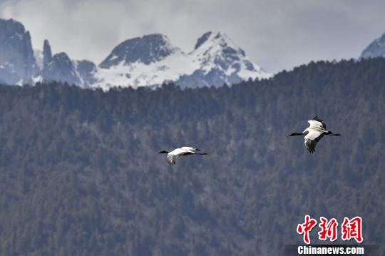 圖為在納帕海濕地上空飛翔的黑頸鶴?！⑷疥?yáng) 攝