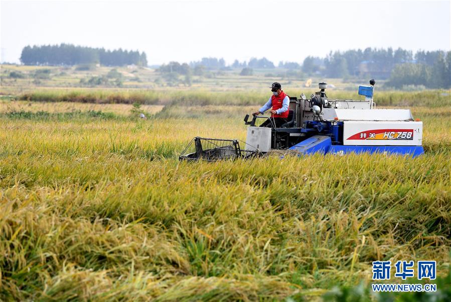 （新華全媒頭條&middot;愛(ài)國(guó)情 奮斗者&middot;圖文互動(dòng)）（6）一個(gè)村的奮斗，一個(gè)時(shí)代的巨變&mdash;&mdash;記敢&ldquo;蹚新路&rdquo;的小崗人