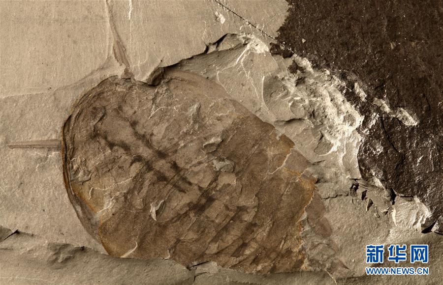 (新華全媒頭條·圖文互動(dòng))(10)探尋5億年前“生命大爆炸”之奧秘——中國(guó)科學(xué)家發(fā)現(xiàn)寒武紀(jì)“化石寶庫(kù)”清江生物群紀(jì)實(shí)