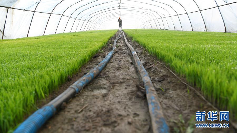 （壯麗70年&middot;奮斗新時代&middot;圖文互動）（7）&ldquo;光腚屯&rdquo;富了美了&mdash;&mdash;《暴風(fēng)驟雨》原型地黑龍江元寶村振興見聞 