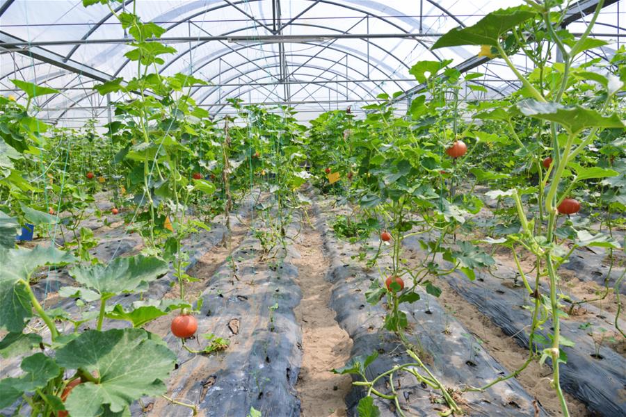 (新華全媒頭條·北京世園會·圖文互動)(16)建設美麗中國 共筑綠色家園——寫在2019年中國北京世界園藝博覽會開幕之際