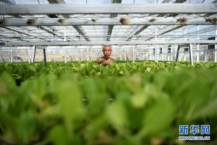 (壯麗70年 奮斗新時代——推動高質(zhì)量發(fā)展調(diào)研行·圖文互動)(3)黑龍江賓縣:“北菜南銷”演繹結(jié)構(gòu)調(diào)整“大文章”