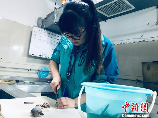 于雅麗在餌料操作間，準(zhǔn)備著動物們的食物?！“瑧c龍 攝