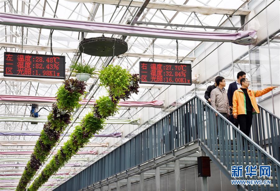 （壯麗70年&middot;奮斗新時(shí)代&middot;圖文互動(dòng)）（2）山東壽光：一棵&ldquo;菜&rdquo;興一座城 