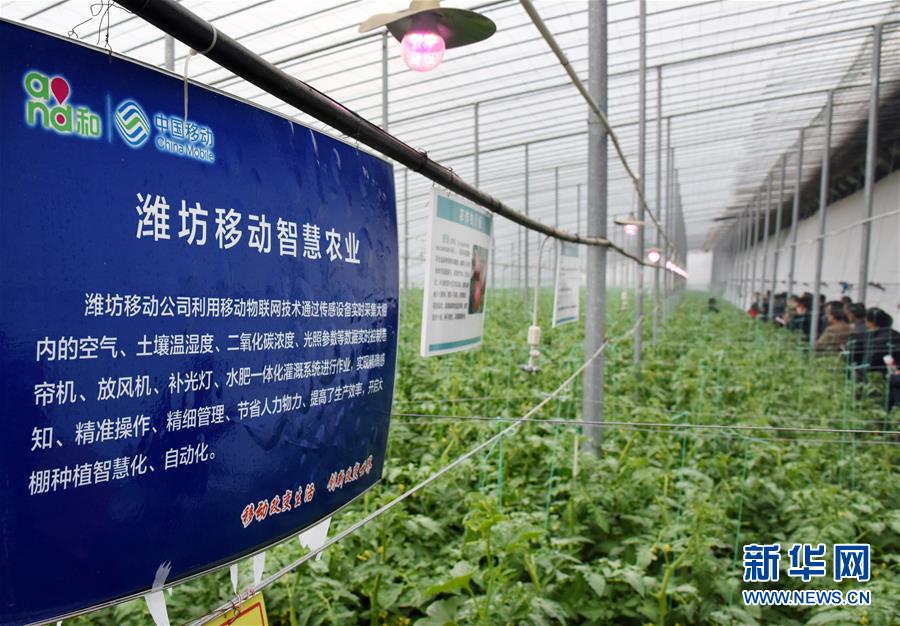 （壯麗70年&middot;奮斗新時(shí)代&middot;圖文互動(dòng)）（7）山東壽光：一棵&ldquo;菜&rdquo;興一座城 