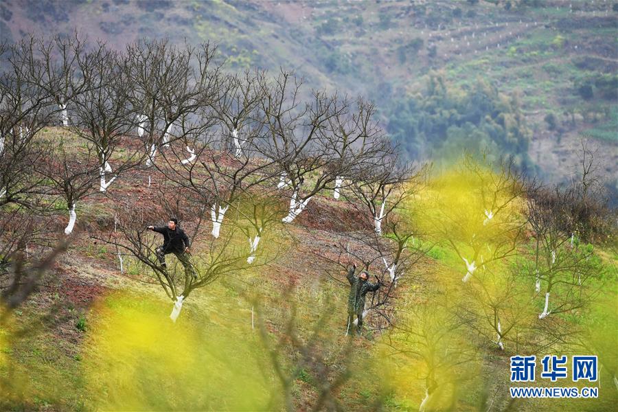 （在習(xí)近平新時(shí)代中國(guó)特色社會(huì)主義思想指引下&mdash;&mdash;新時(shí)代新作為新篇章）（8）重慶巫山：&ldquo;生態(tài)寶貝&rdquo;變身&ldquo;搖錢樹&rdquo;