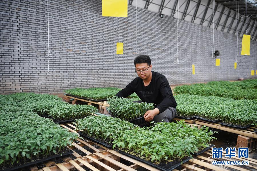 (在習近平新時代中國特色社會主義思想指引下——新時代新作為新篇章·圖文互動)(8)在綠色田野上書寫青春答卷——幾位“新農(nóng)民”的返鄉(xiāng)創(chuàng)業(yè)故事