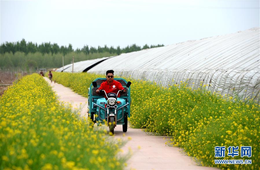 (新華全媒頭條·愛國情 奮斗者·圖文互動(dòng))(6)把論文寫在祖國的大地上——中國農(nóng)業(yè)大學(xué)46年扎根河北曲周服務(wù)鄉(xiāng)村振興紀(jì)實(shí)