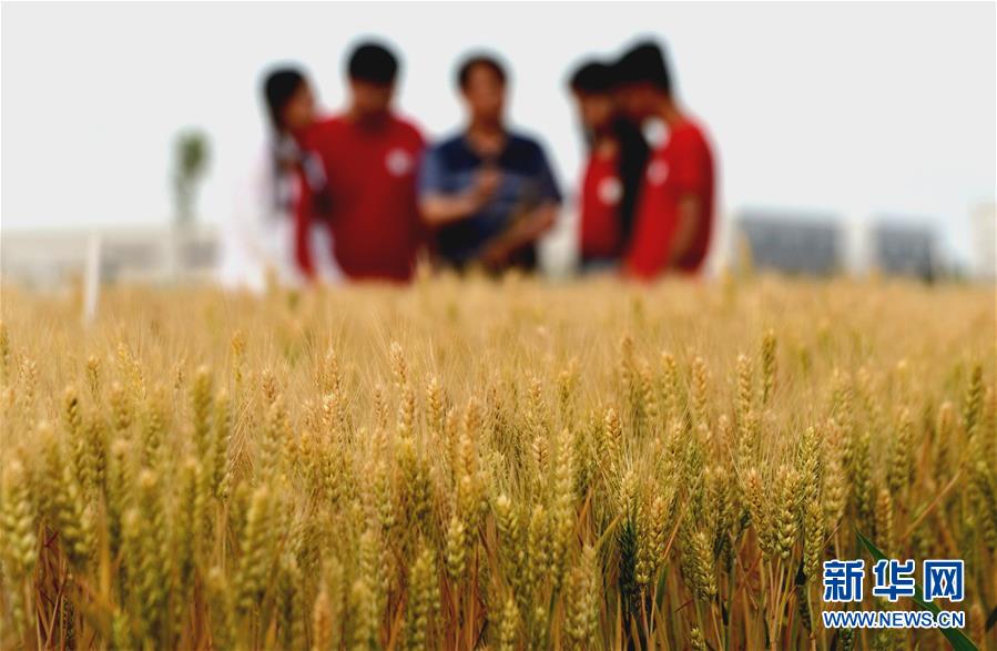 (新華全媒頭條·愛國情 奮斗者·圖文互動(dòng))(7)把論文寫在祖國的大地上——中國農(nóng)業(yè)大學(xué)46年扎根河北曲周服務(wù)鄉(xiāng)村振興紀(jì)實(shí)