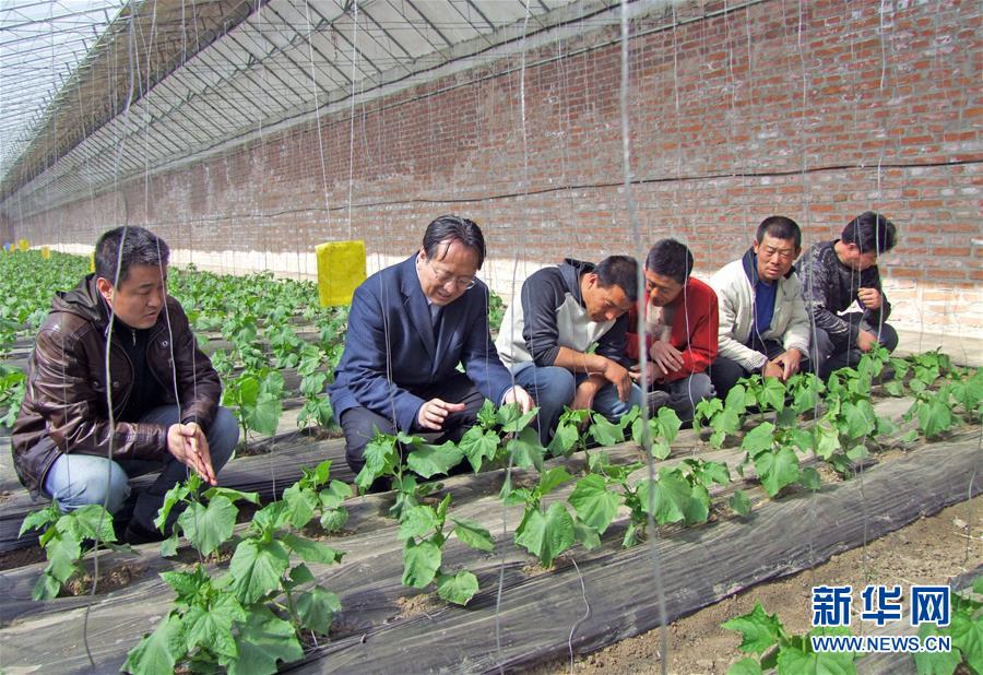(新華全媒頭條·圖文互動(dòng))(6)和蔬菜“說話”的人——中國工程院院士李天來的“棚菜人生”