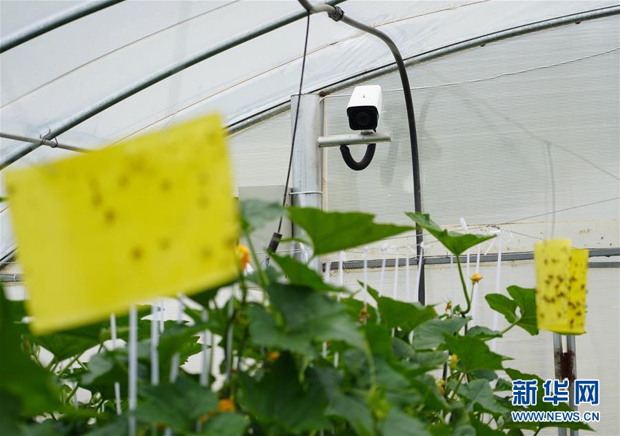 (走基層 聽民聲·圖文互動(dòng))(2)陜西:太白山下種蔬菜 質(zhì)優(yōu)價(jià)高不愁賣