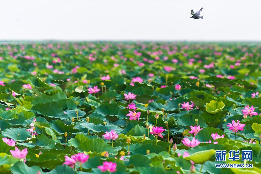 (壯麗70年·奮斗新時代——共和國發(fā)展成就巡禮·圖文互動)(5)潮涌楚天闊——湖北砥礪奮進70年譜寫高質量發(fā)展華章