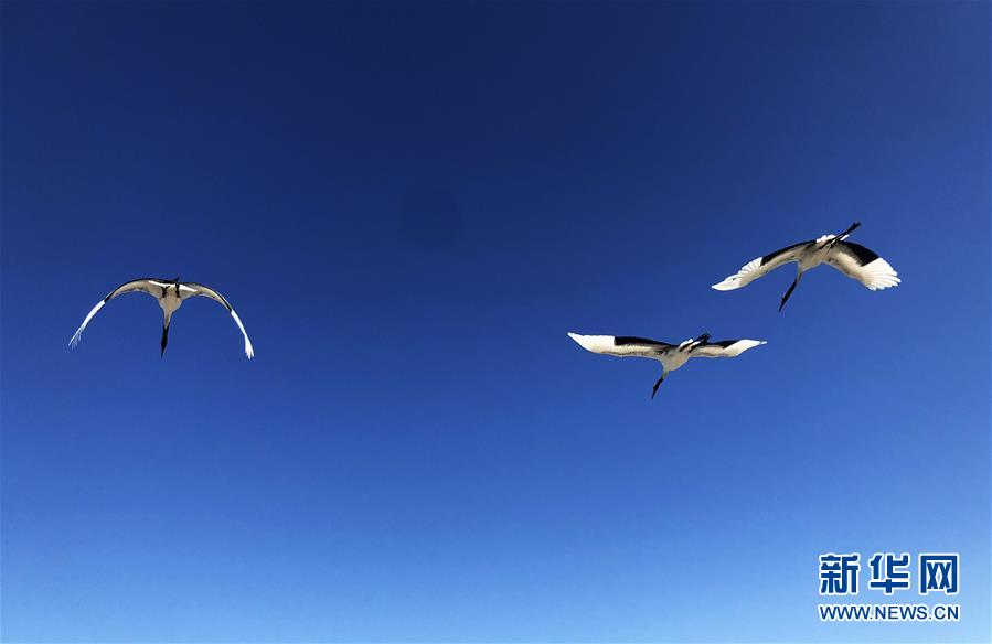 (在習(xí)近平新時(shí)代中國(guó)特色社會(huì)主義思想指引下——新時(shí)代新作為新篇章·圖文互動(dòng))(3)從“人鳥爭(zhēng)食” 到“人鶴和諧”——濕地生態(tài)保護(hù)的“扎龍?zhí)剿?rdquo;