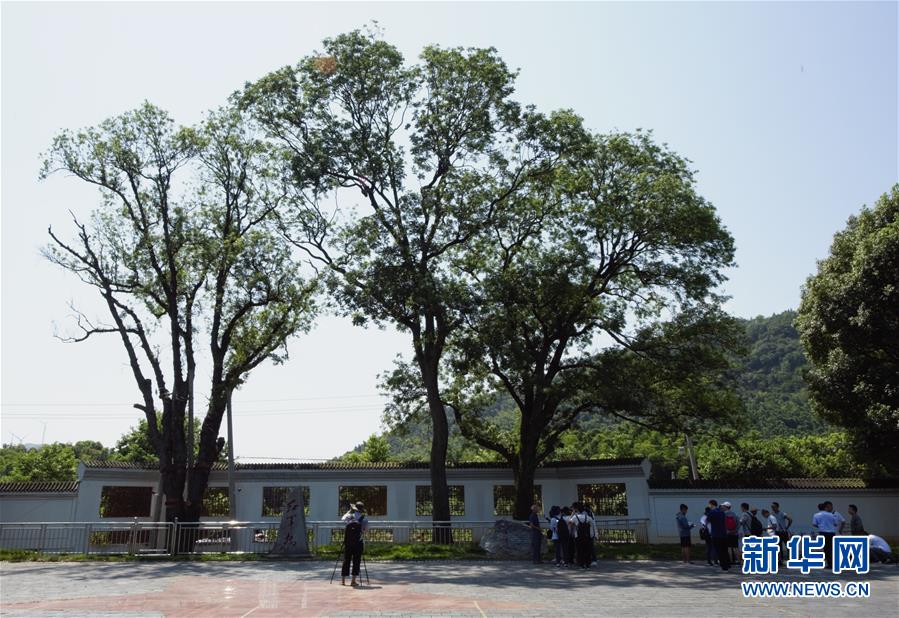 （壯麗70年&middot;奮斗新時(shí)代&mdash;&mdash;記者再走長(zhǎng)征路&middot;圖文互動(dòng)）（6）&ldquo;紅軍樹(shù)&rdquo;下憶初心、守初心