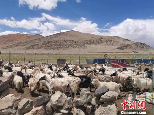 圖為羊群正從羊圈里出來。 謝藝觀 攝