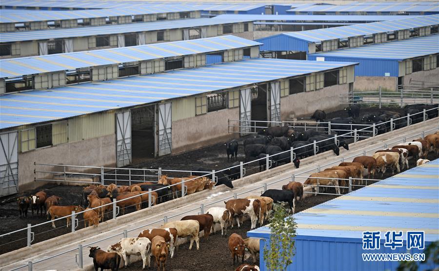 （壯麗70年&middot;奮斗新時(shí)代&mdash;&mdash;共和國發(fā)展成就巡禮&middot;圖文互動(dòng)）（11）生態(tài)美、百姓富&mdash;&mdash;品讀嶄新&ldquo;寧夏畫卷&rdquo;