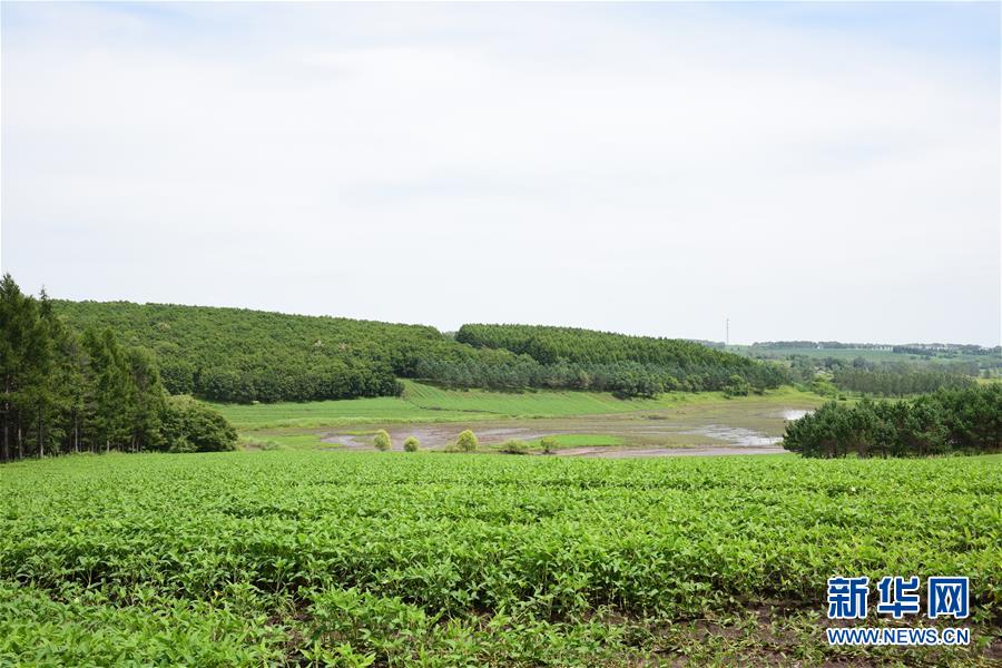 （在習(xí)近平新時(shí)代中國(guó)特色社會(huì)主義思想指引下&mdash;&mdash;新時(shí)代新作為新篇章&middot;圖文互動(dòng)）（2）向林木要錢，讓綠樹(shù)生金&mdash;&mdash;黑龍江省拜泉縣發(fā)展綠色經(jīng)濟(jì)助脫貧
