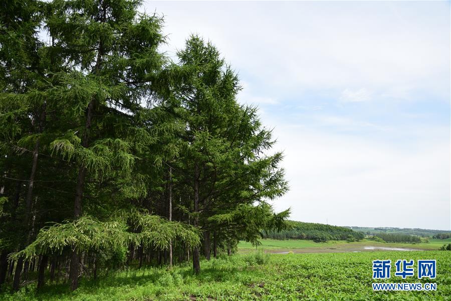 （在習(xí)近平新時(shí)代中國(guó)特色社會(huì)主義思想指引下&mdash;&mdash;新時(shí)代新作為新篇章&middot;圖文互動(dòng)）（1）向林木要錢，讓綠樹(shù)生金&mdash;&mdash;黑龍江省拜泉縣發(fā)展綠色經(jīng)濟(jì)助脫貧