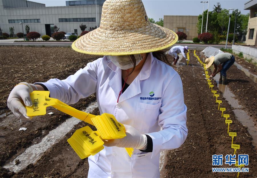 (壯麗70年·奮斗新時代——共和國發(fā)展成就巡禮)(10)看今朝齊風(fēng)魯韻 七十載芳華正勁——新中國成立以來山東領(lǐng)先發(fā)展紀(jì)實(shí)