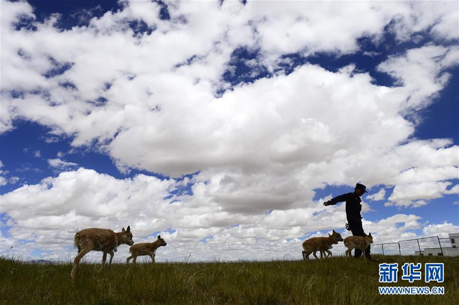 （今日關(guān)注&middot;第一屆國(guó)家公園論壇&middot;圖文互動(dòng)）（5）首個(gè)國(guó)家公園什么樣？專(zhuān)家?guī)阆?ldquo;睹&rdquo;為快