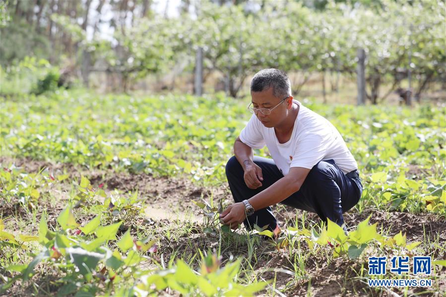 （不忘初心、牢記使命&middot;圖文互動）（4）&ldquo;上天入地&rdquo;也要帶領(lǐng)鄉(xiāng)親脫貧&mdash;&mdash;記廣東那毛村駐村第一書記彭彬
