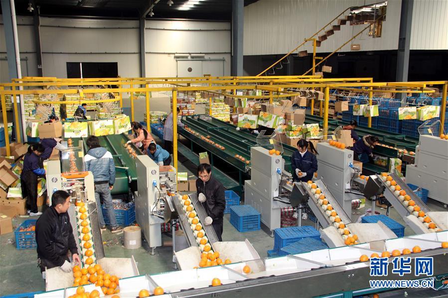 （紅土地&ldquo;往事新說&rdquo;&middot;圖文互動）（4）昔日房前&ldquo;一棵苗&rdquo; 今朝引來橙滿枝