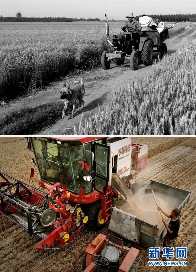 (新華全媒頭條·圖文互動)(8)大國糧倉的新時代交響——河南農(nóng)業(yè)70年觀察