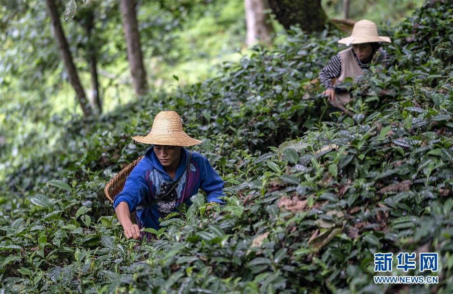 （決戰(zhàn)決勝脫貧攻堅&middot;圖文互動）（5）怒江大峽谷興起&ldquo;生態(tài)行當(dāng)&rdquo;